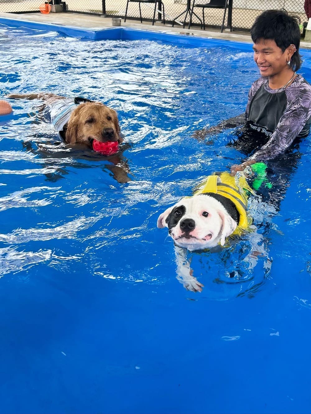 Swimming Dog