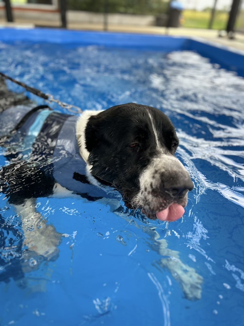 Swimming Dog