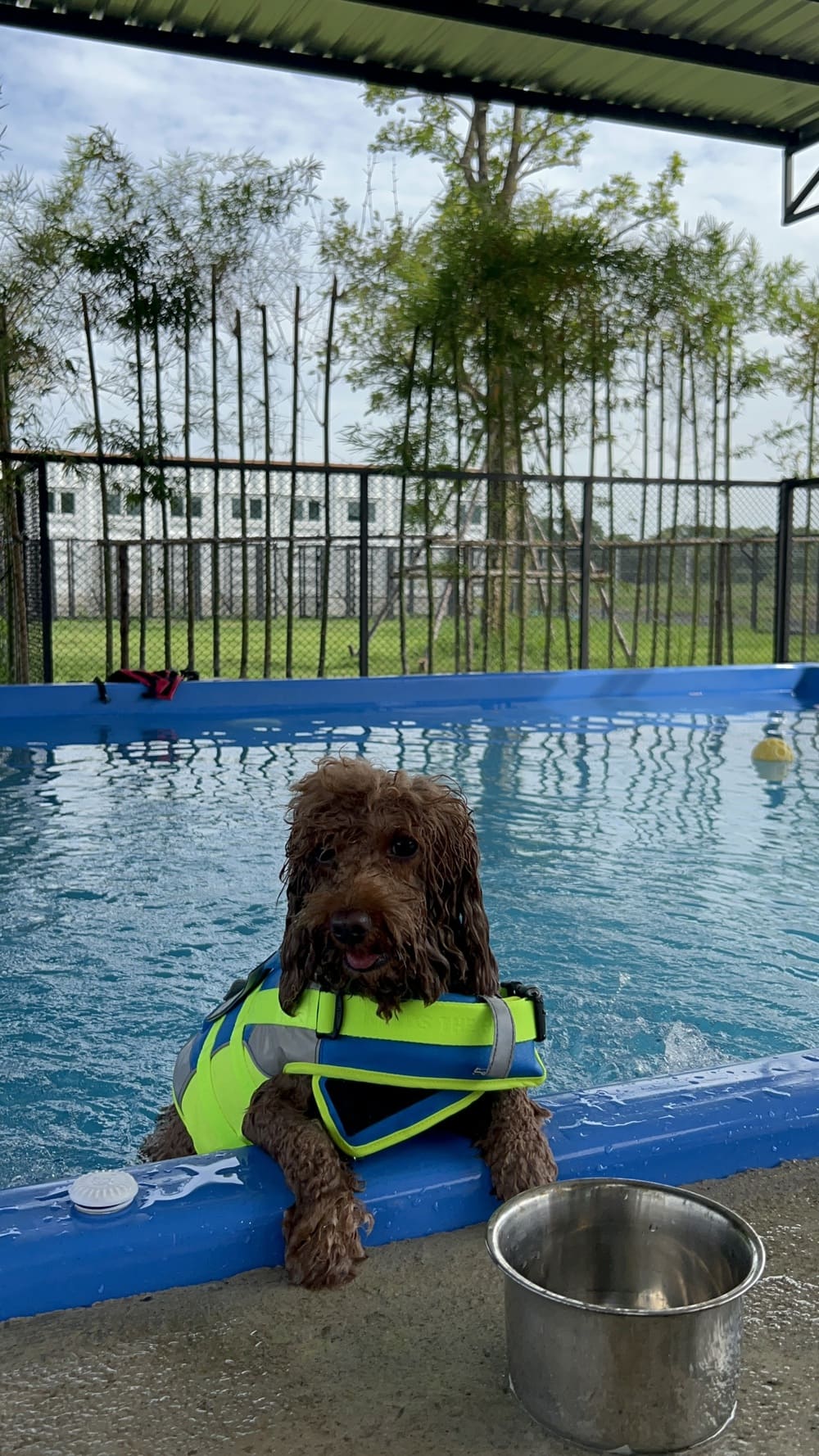 Swimming Dog