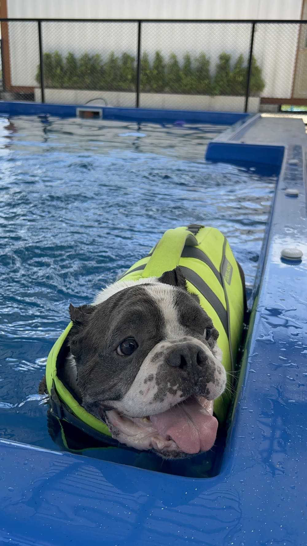 Swimming Dog