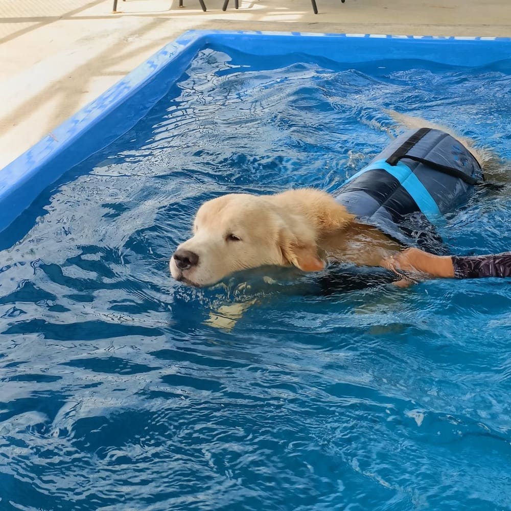 Swimming Dog